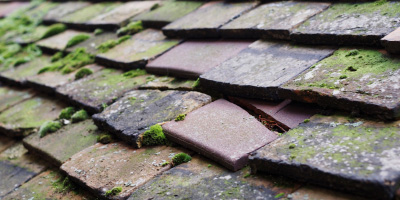 Catbrain roof repair costs